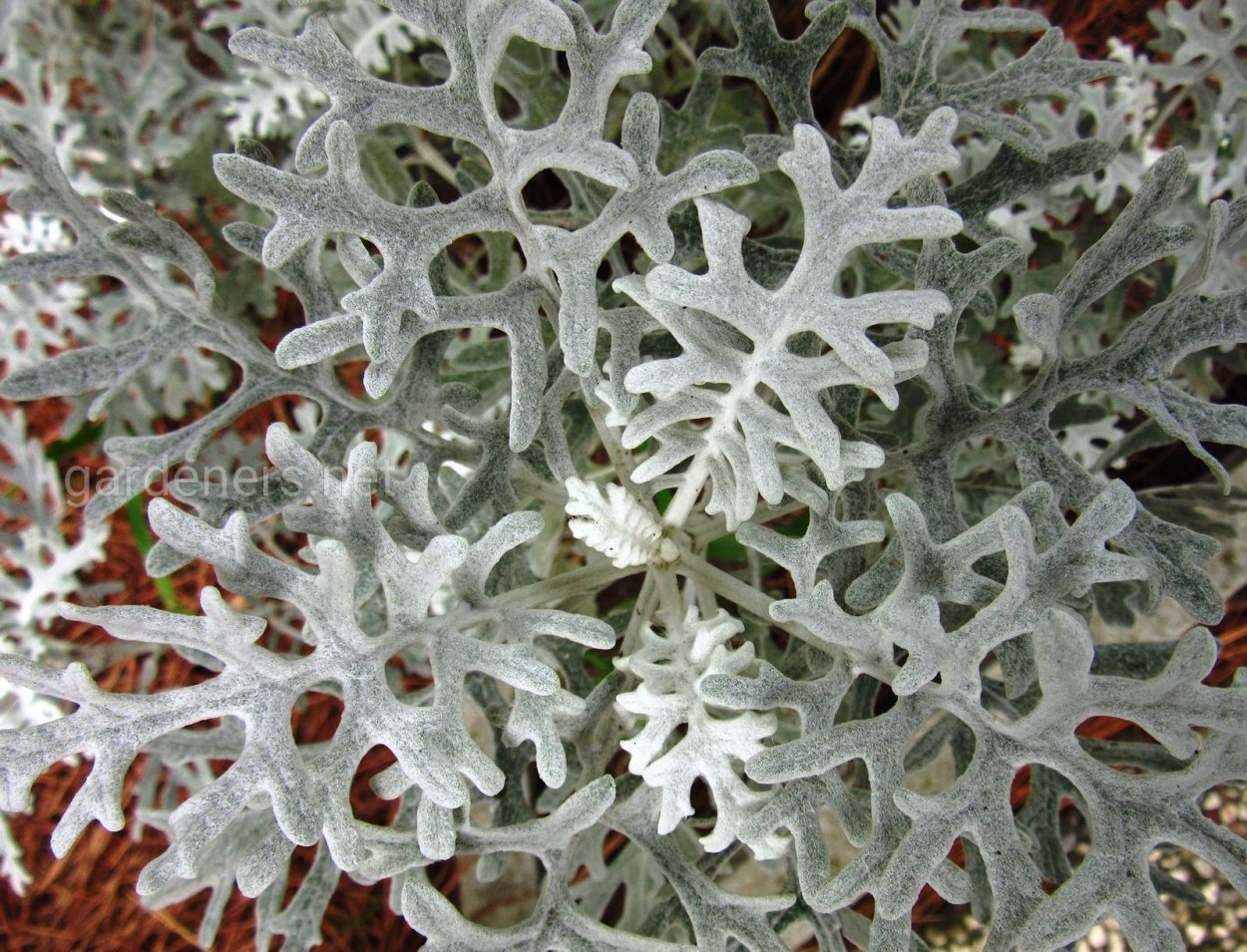 Сенецио крестовник клейневидный