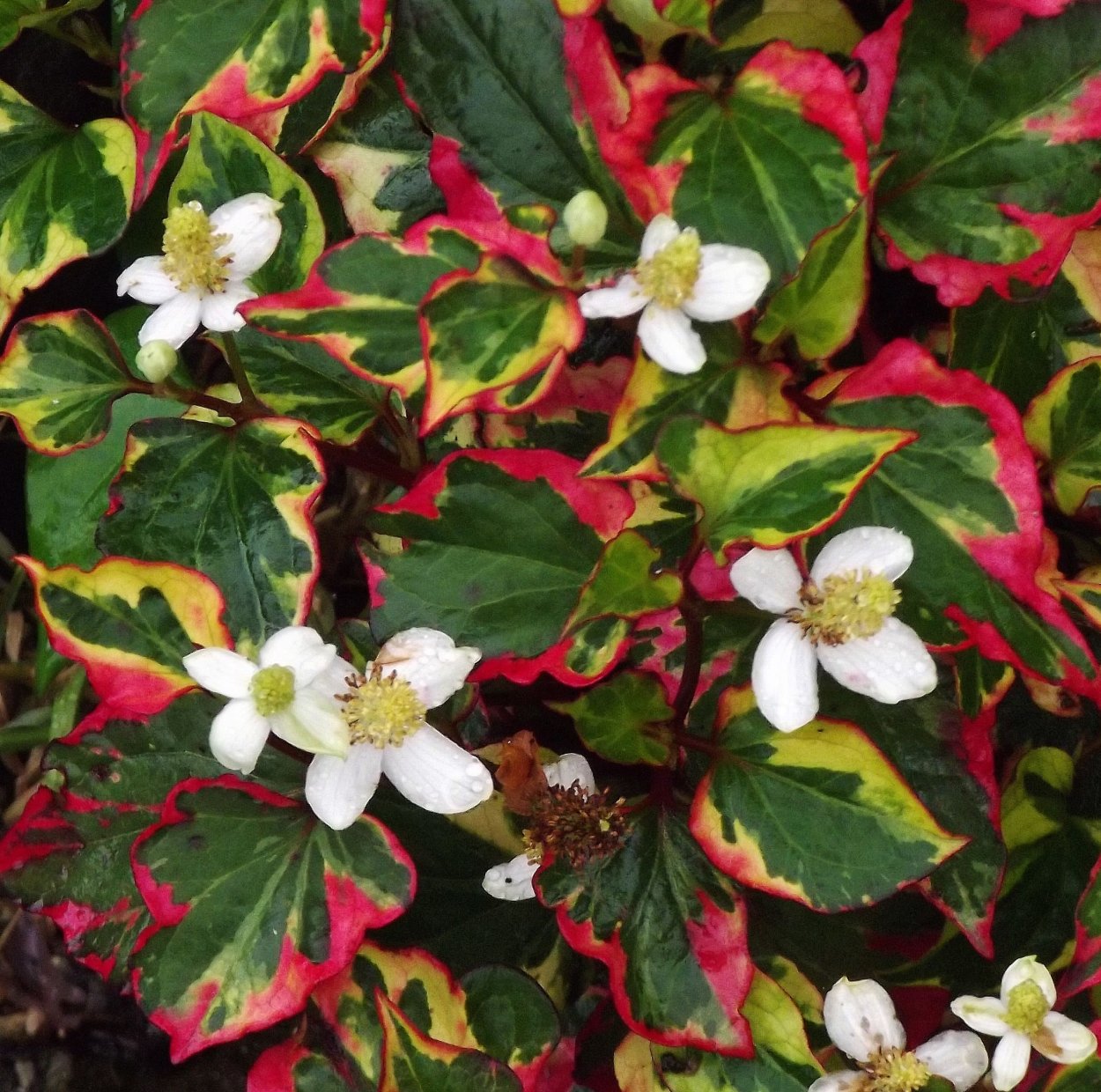 Хауттюйния сердцелистная хамелеон - (Houttuynia cordata Chameleon)