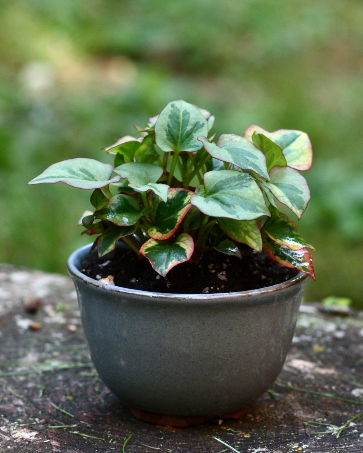 Хауттюйния сердцевидная