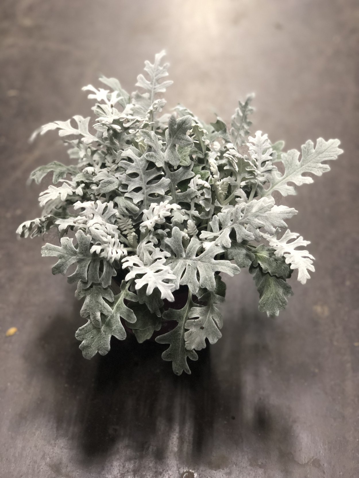 Сенецио хавортия