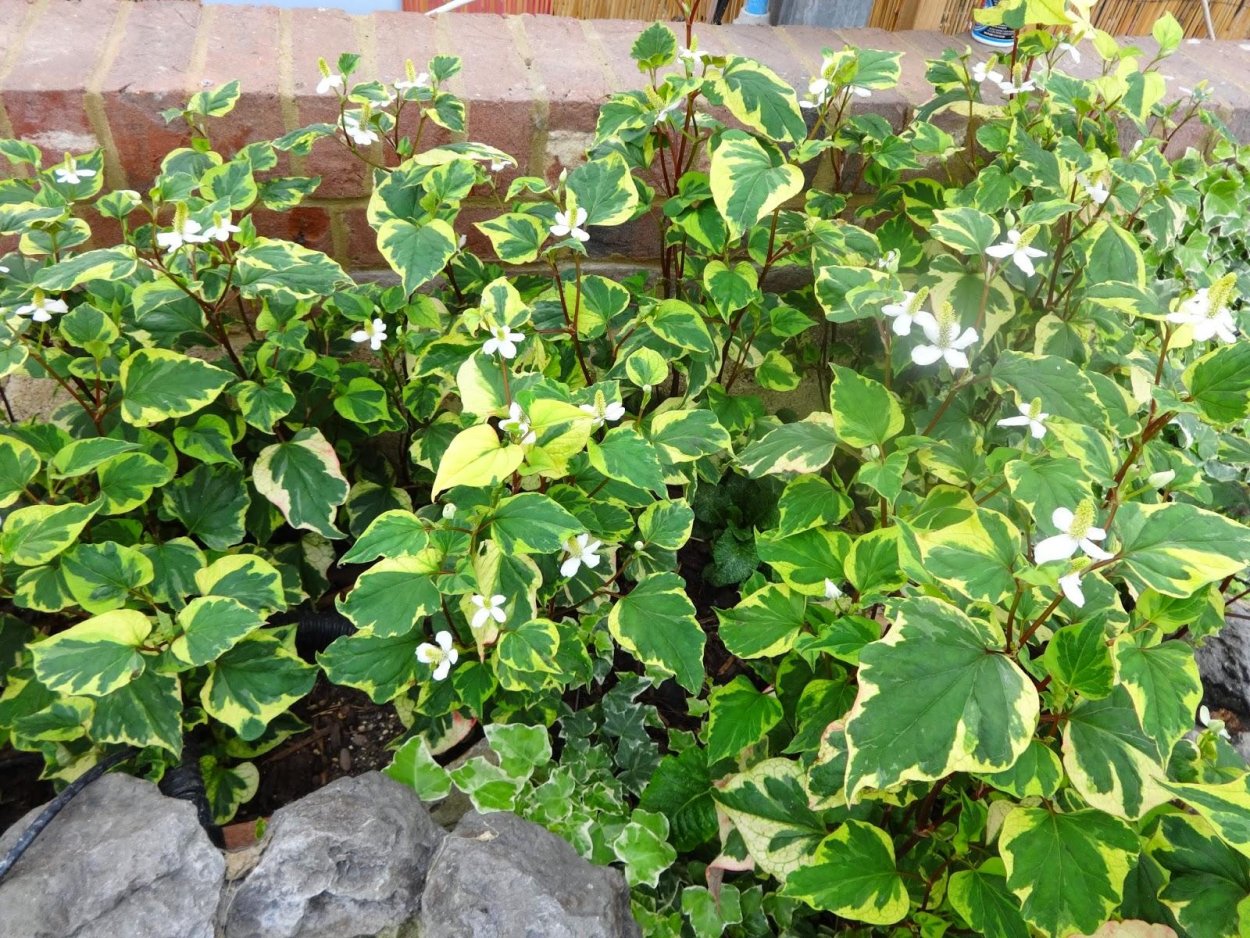 Хауттюйния сердцелистная