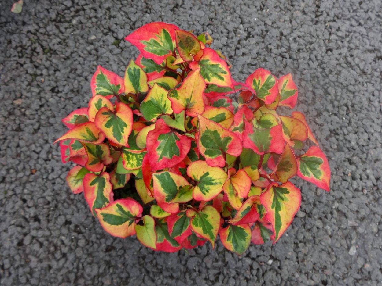 Хаутюния растение