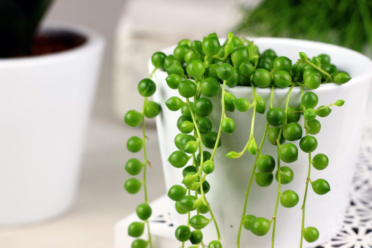 Крестовник Роули Цветущий