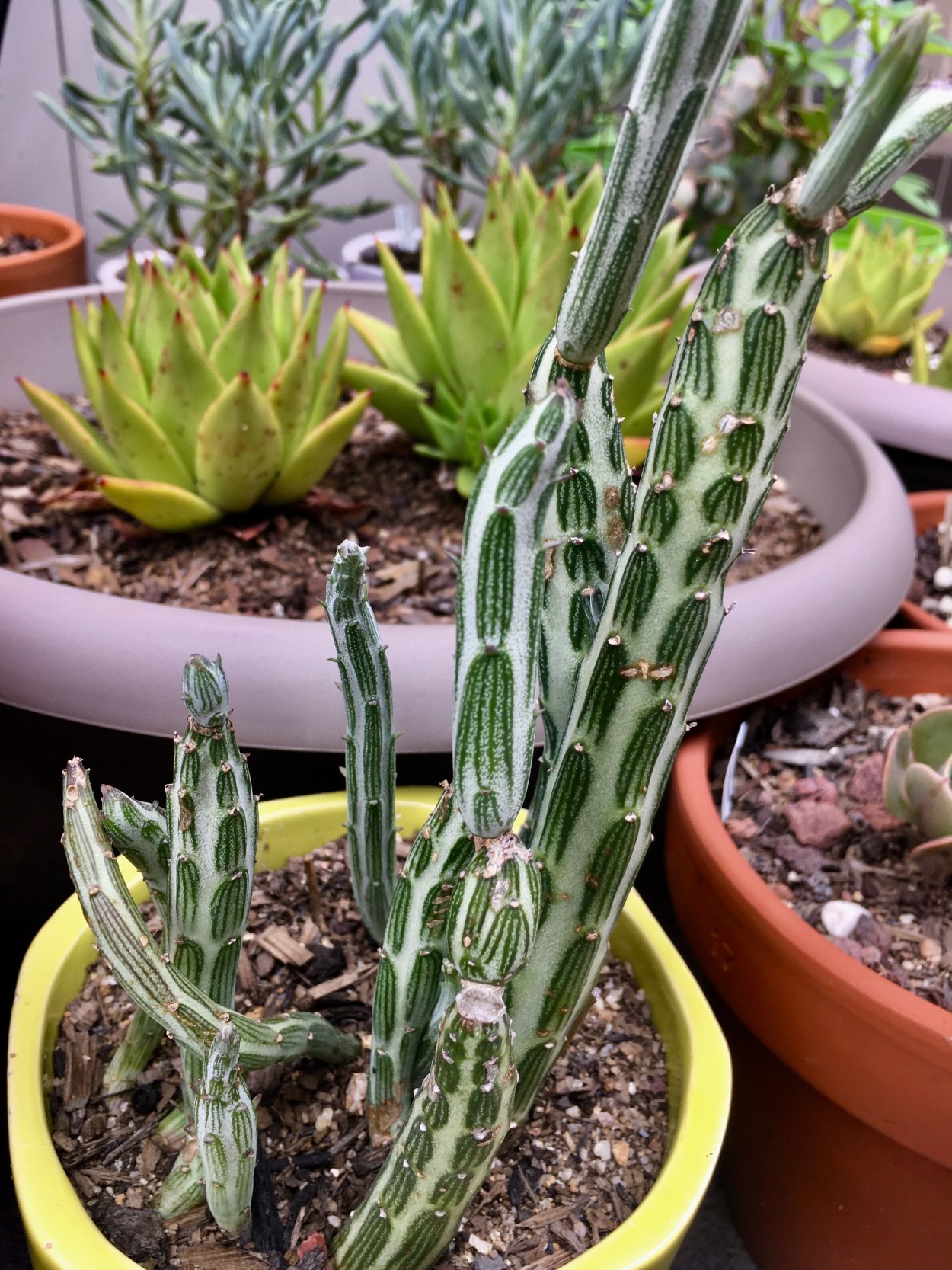 Сенецио Серпенс