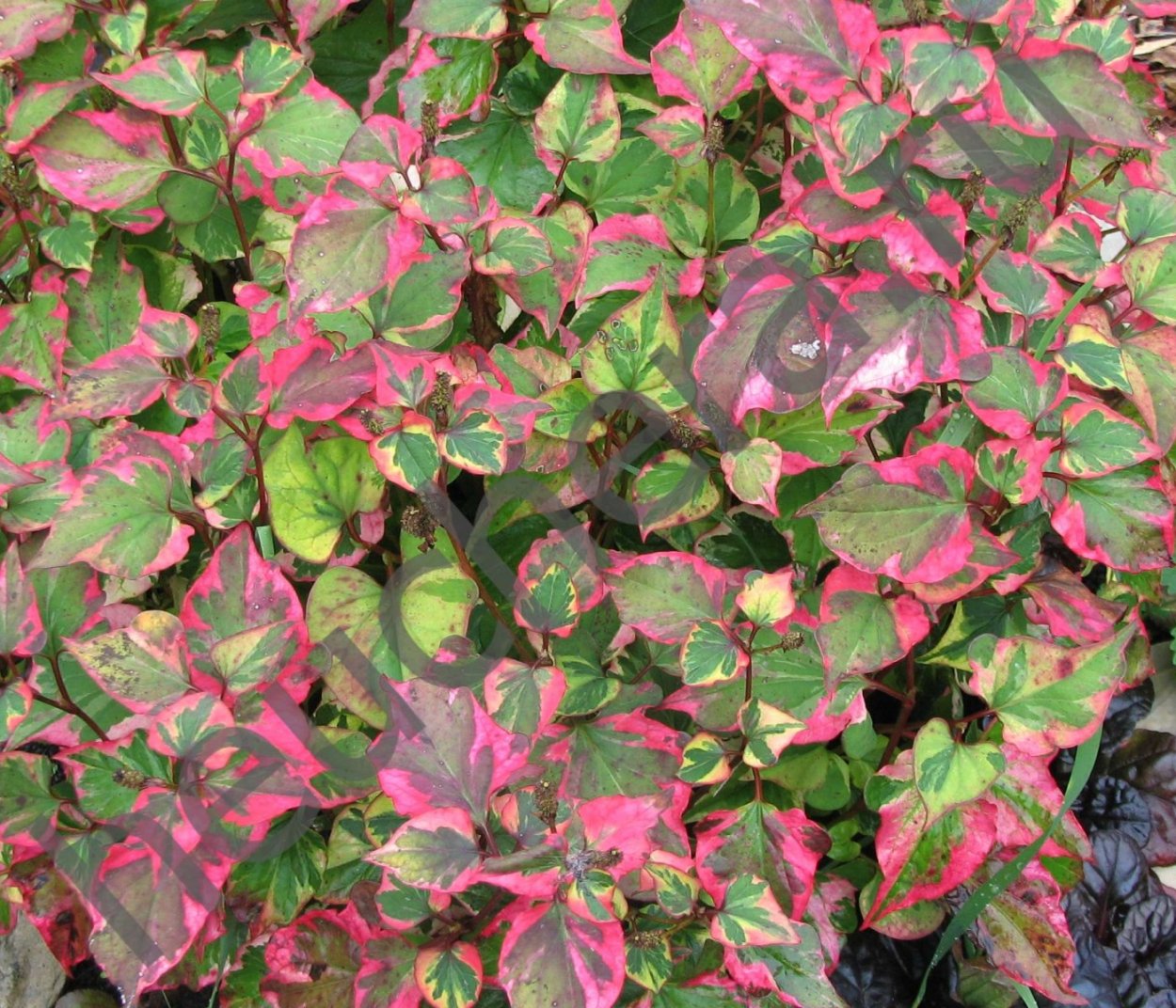 Хауттюйния сердцелистная