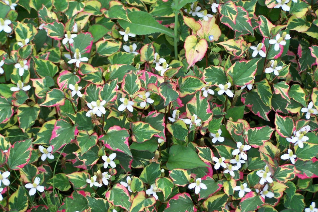 Почвопокровник хауттюйния