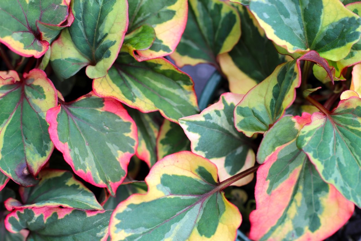 Хауттюйния сердцевидная