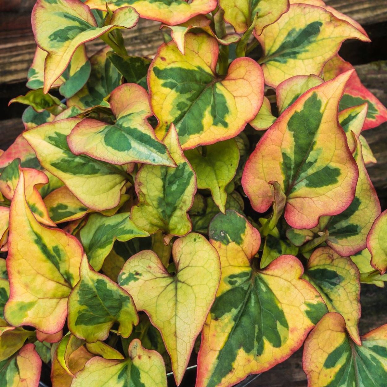 Houttuynia cordata Chameleon