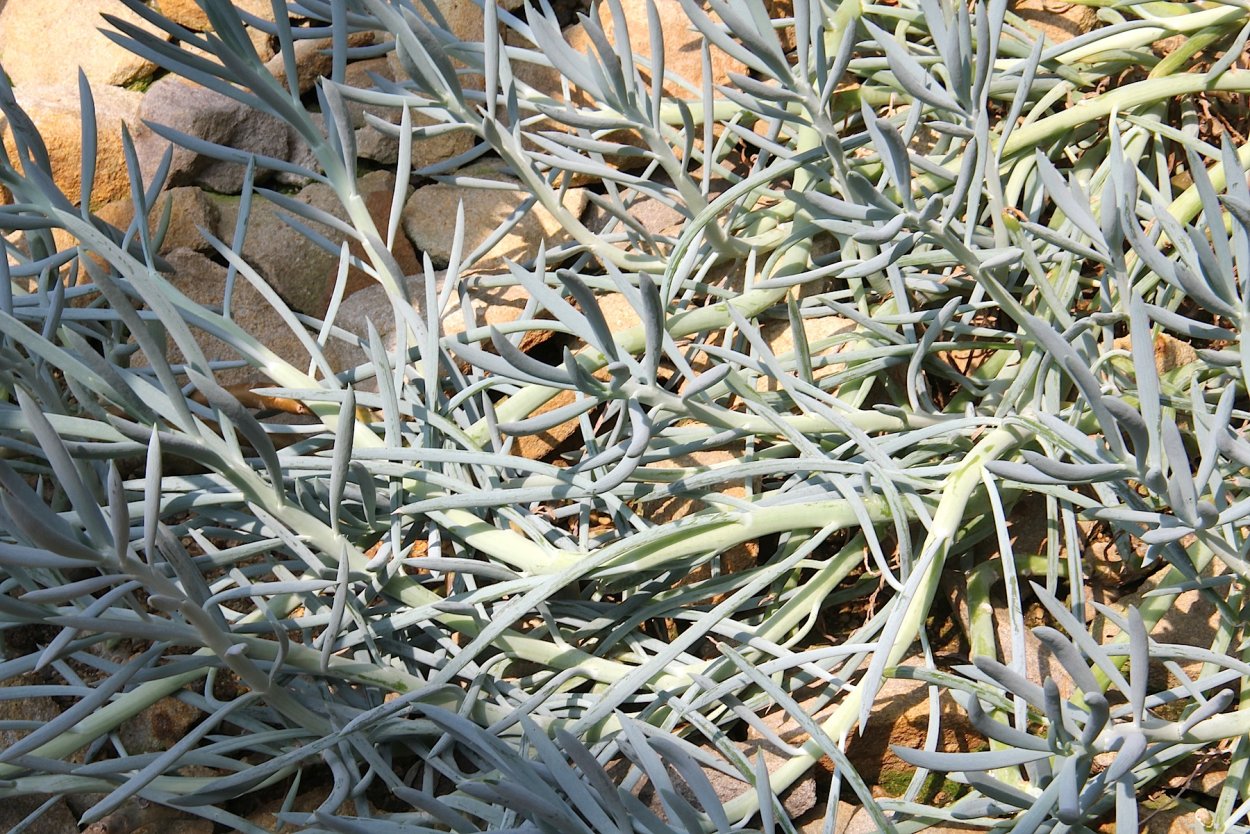 Крестовник лимонообразный