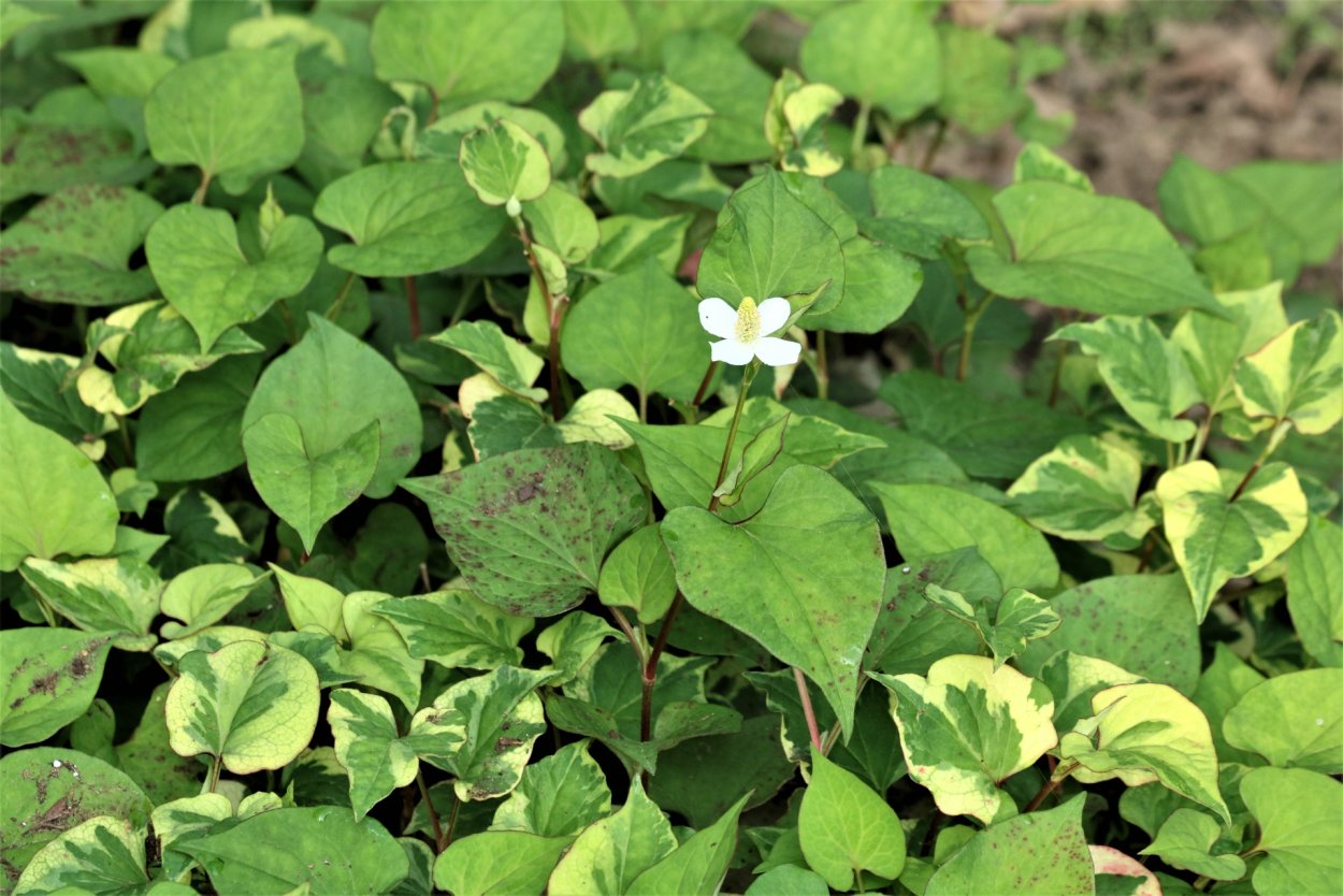 Колеус в миксбордере