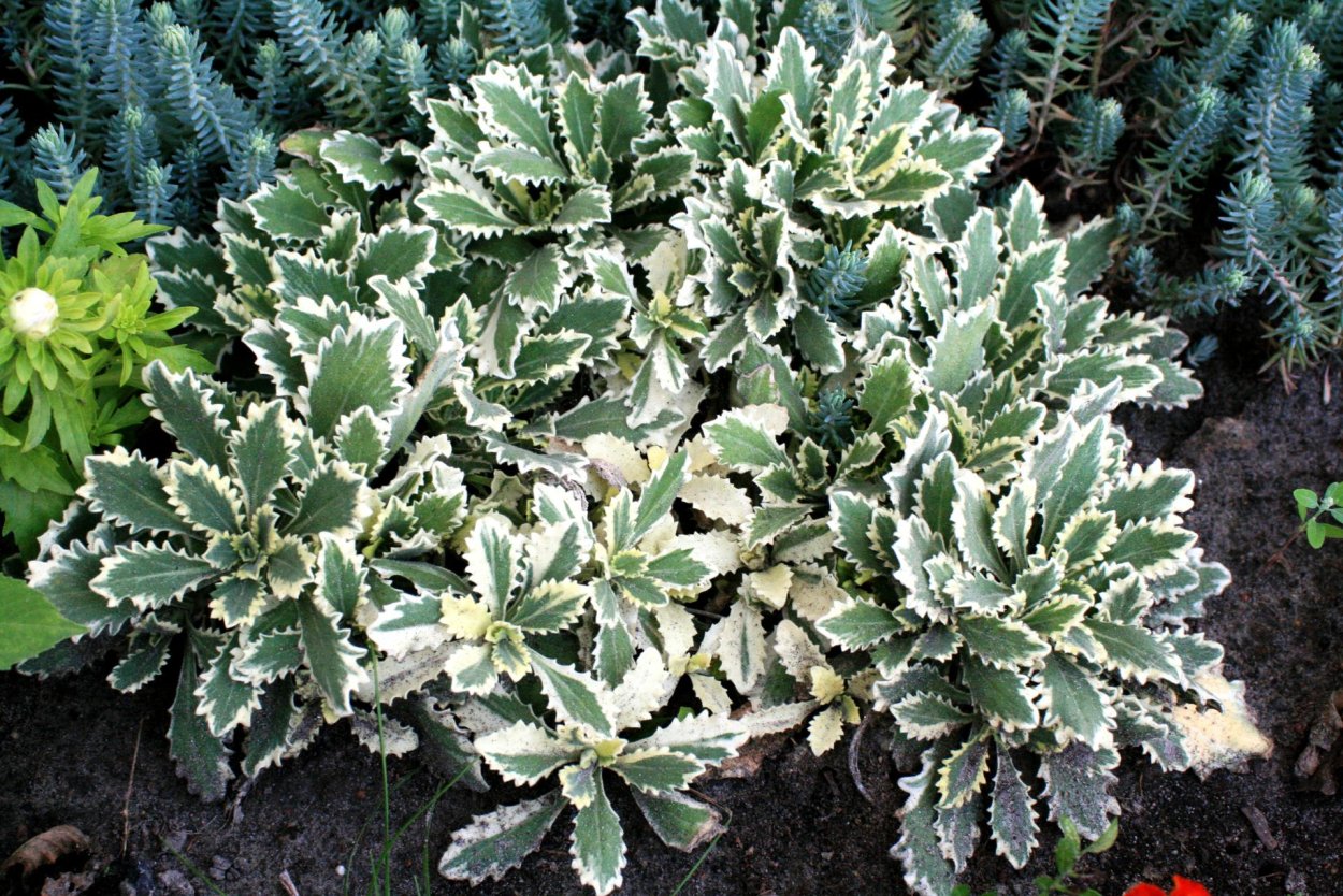 Колеус Пумила