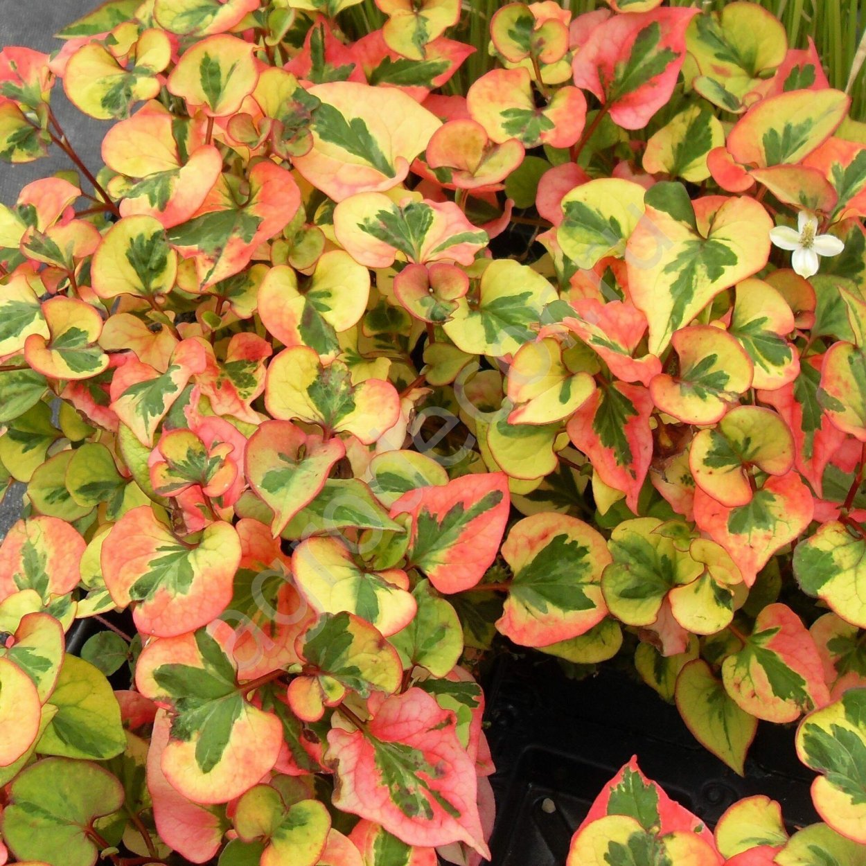 Хауттюйния сердцелистная Chameleon