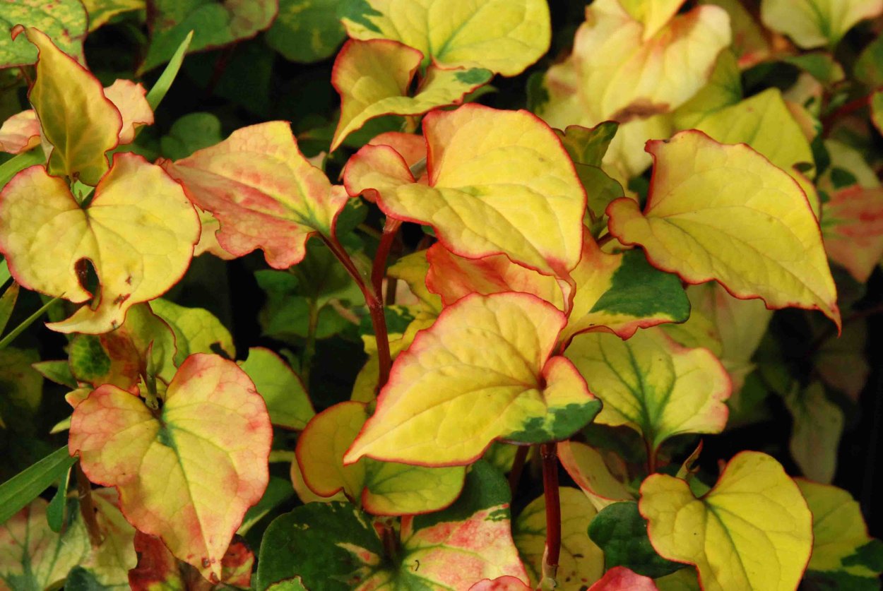 Хауттюйния сердцелистная хамелеон