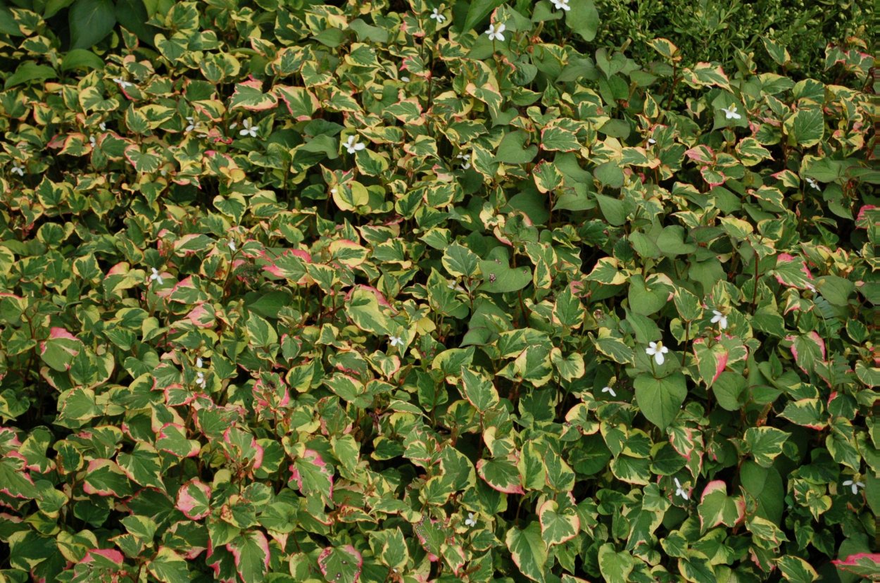 Хауттюйния сердцевидная экстракт