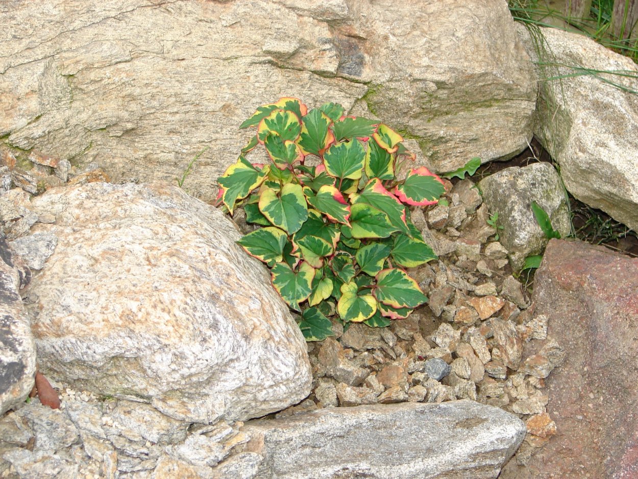 Гуттуиния сердцелистная