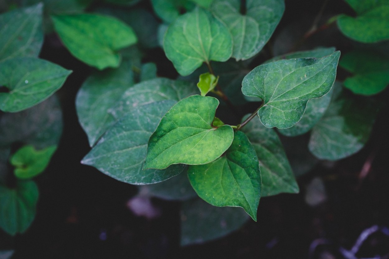 Хауттюйния на белом фоне