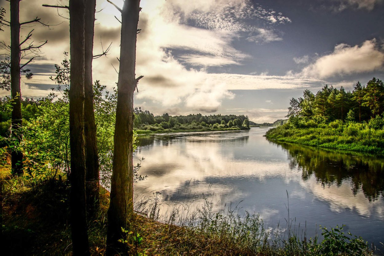 Цветы на берегу реки