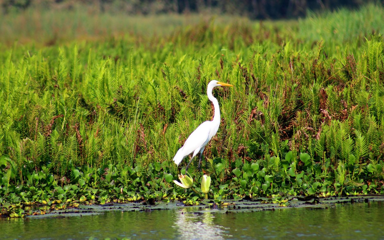Животные реки