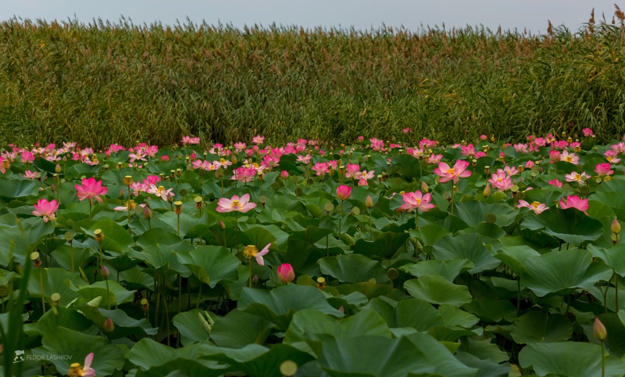 Хопёрский заповедник Флора