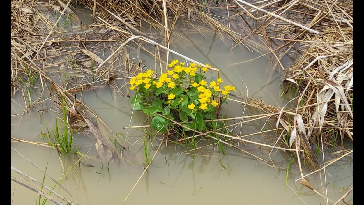 Обитатели водоемов для дошкольников
