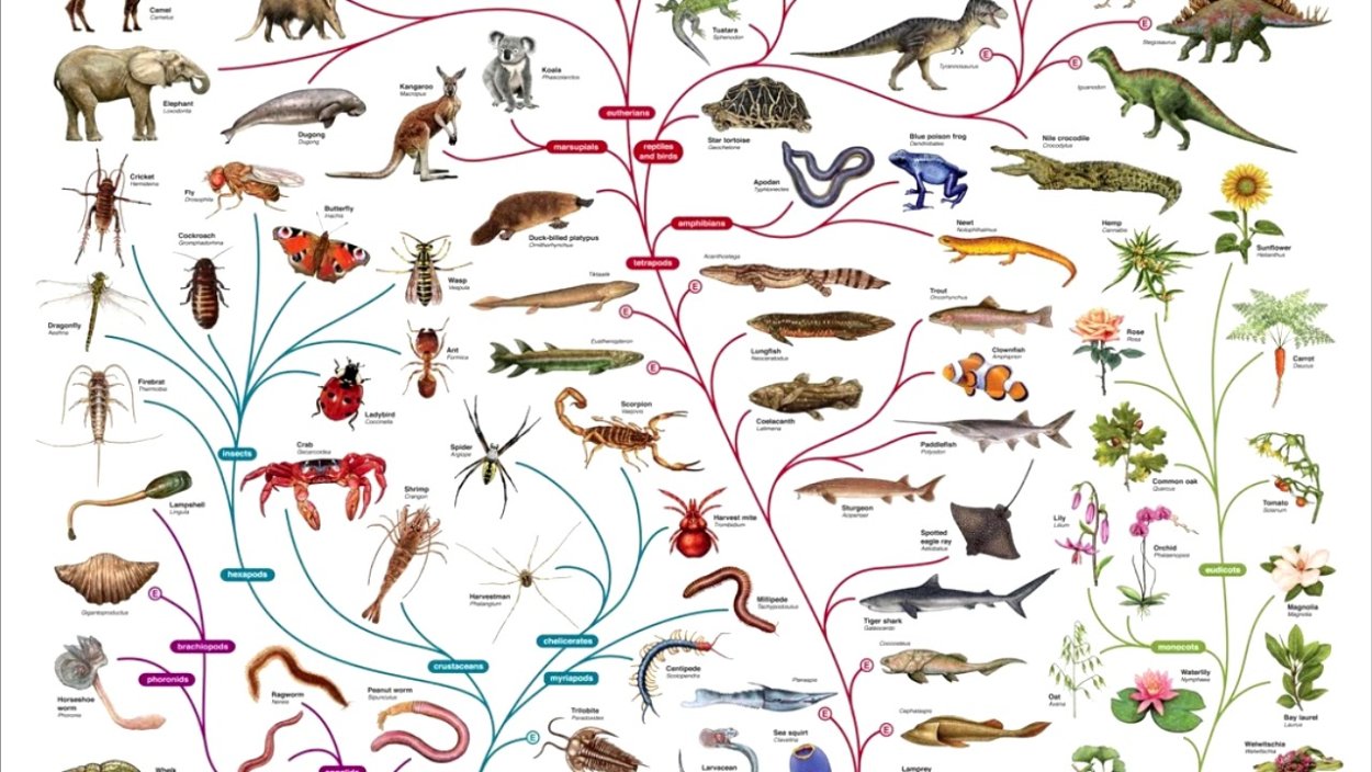 Растения и животные реки Неман