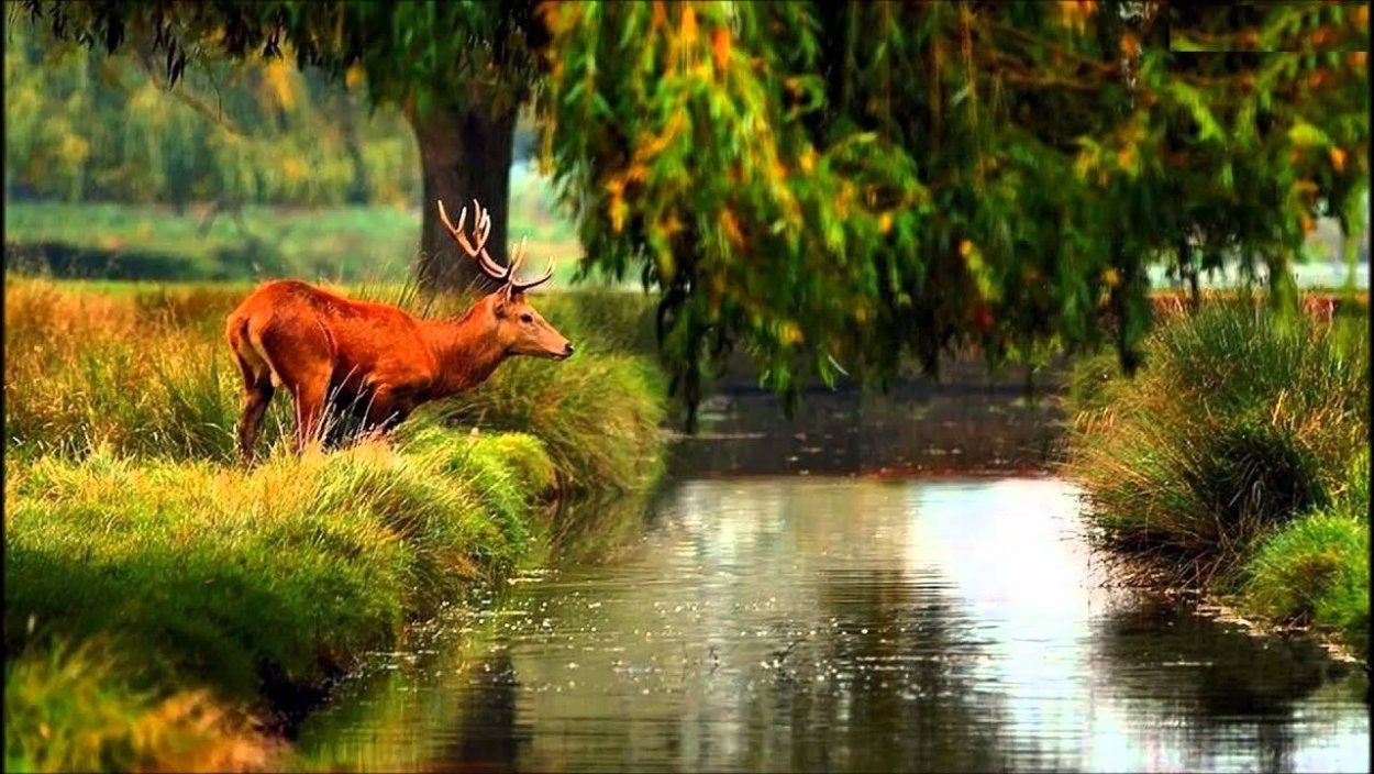 Биомасса живых организмов