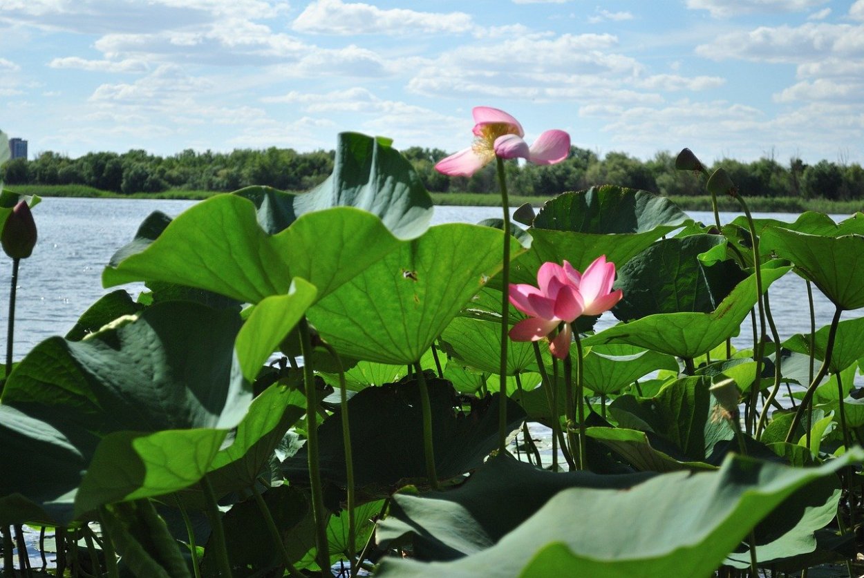 Сизый туман