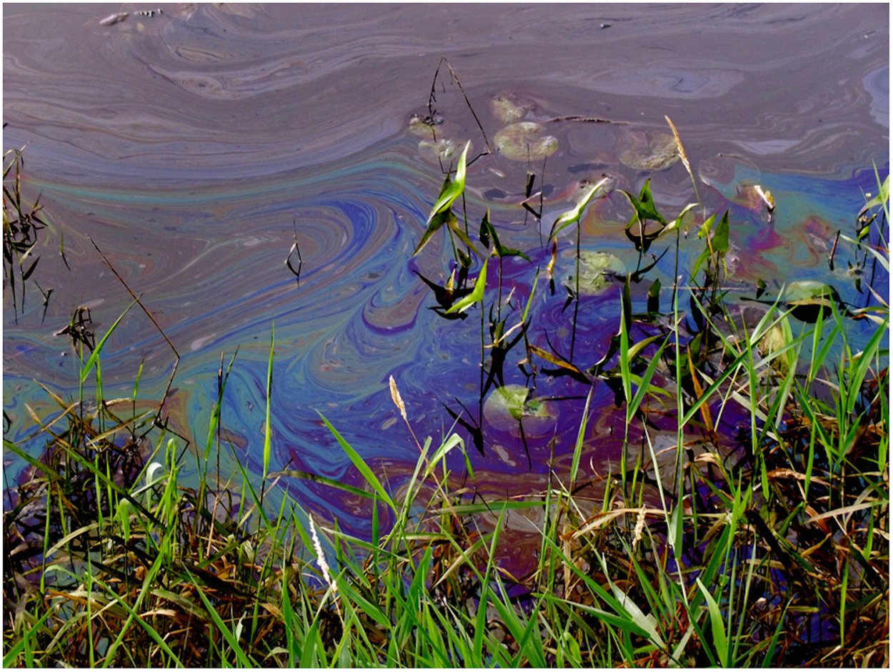 Растения и животные Москвы реки