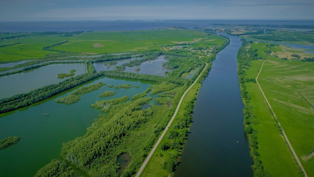 Растения озер и болот