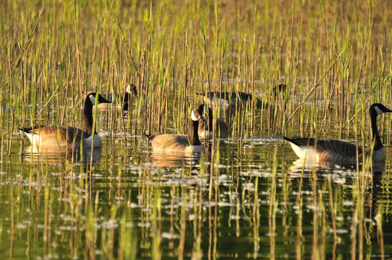 Полевые цветы около реки