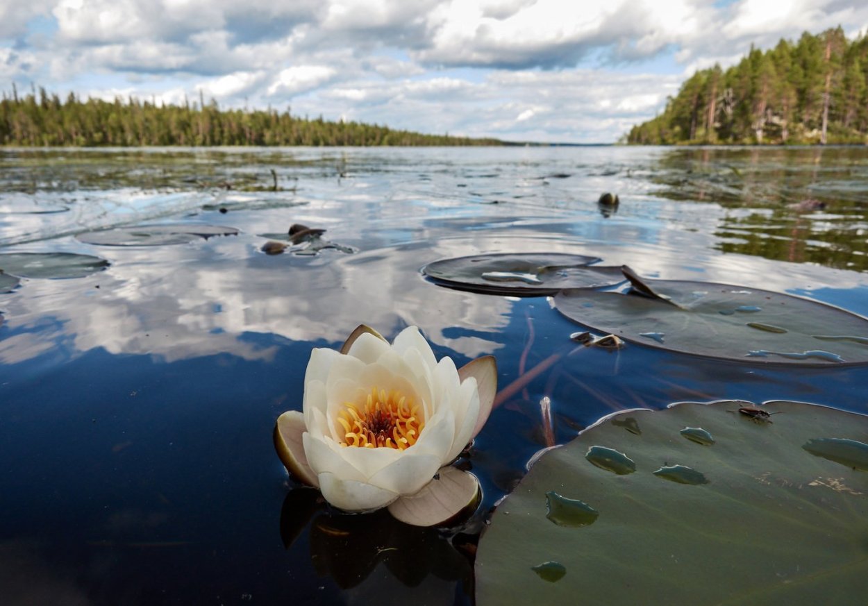 Дельта реки Нямунас