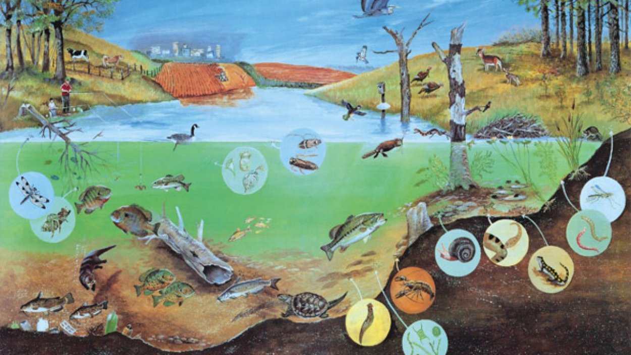 Птицы озера Селигер