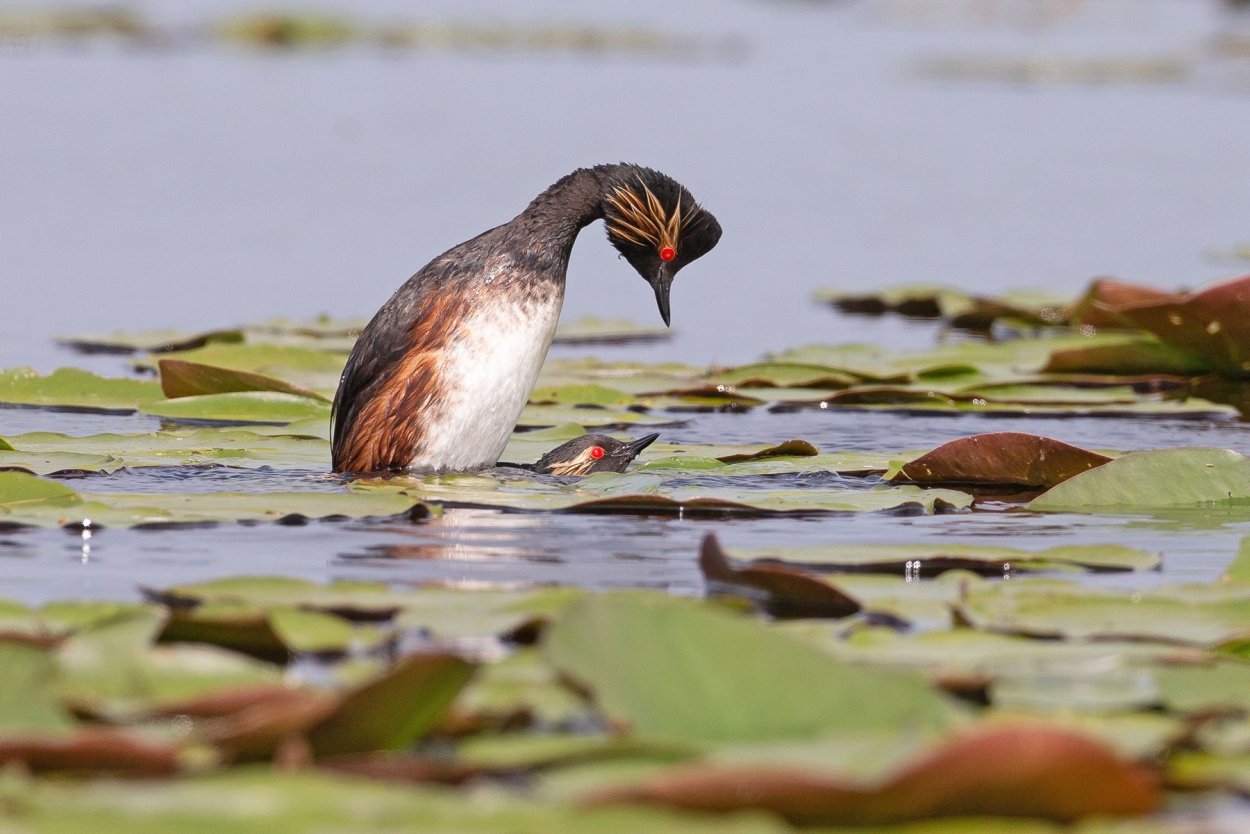 Мавринское болото