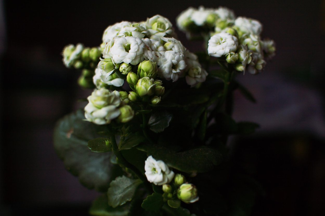 Каланхоэ белый махровый