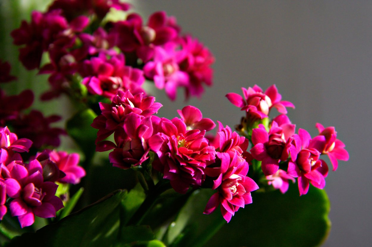 Каланхоэ розовый махровый