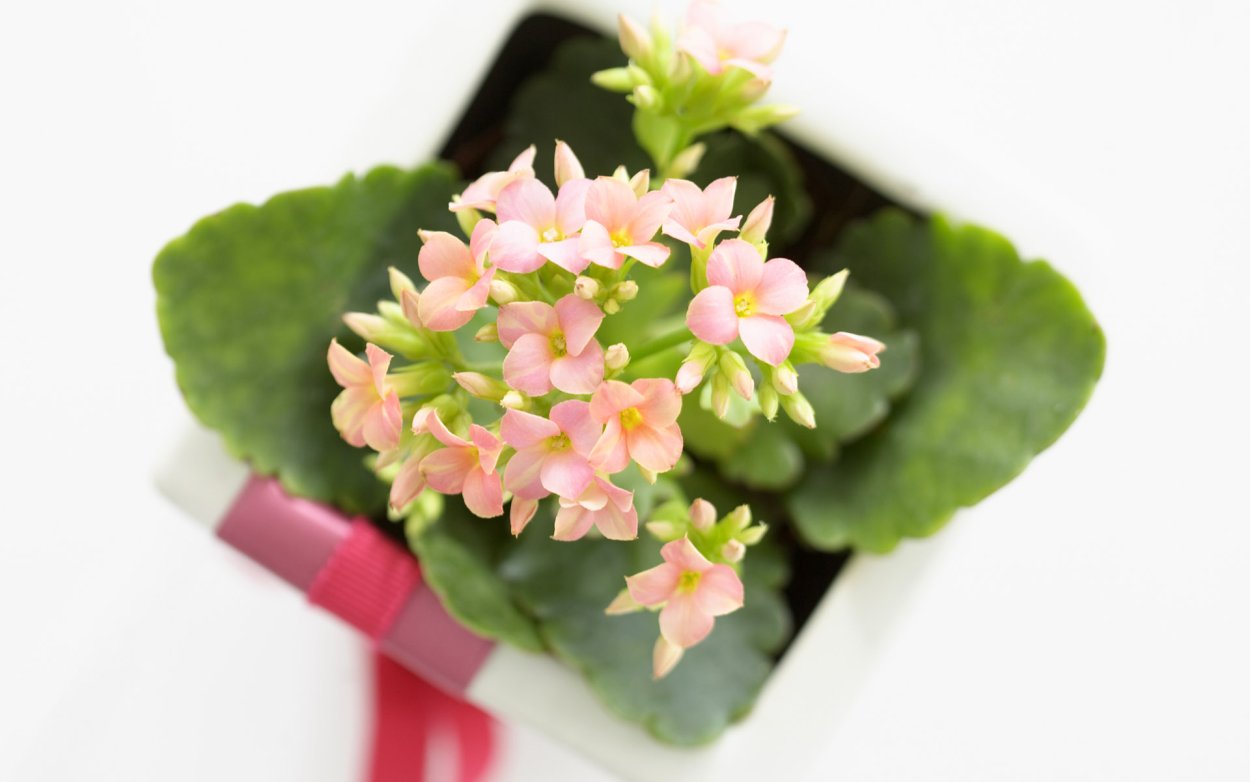 Каланхоэ цветок розовый