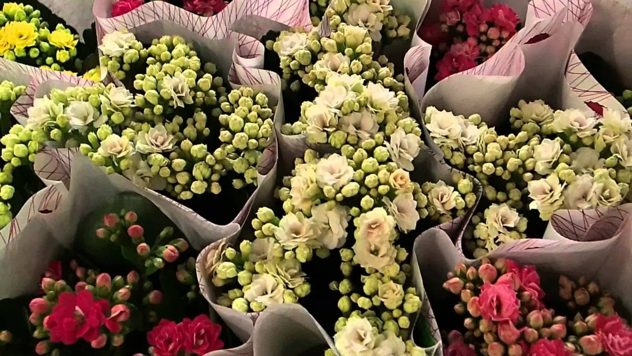 Каланхоэ Милотти - Kalanchoe Milloti