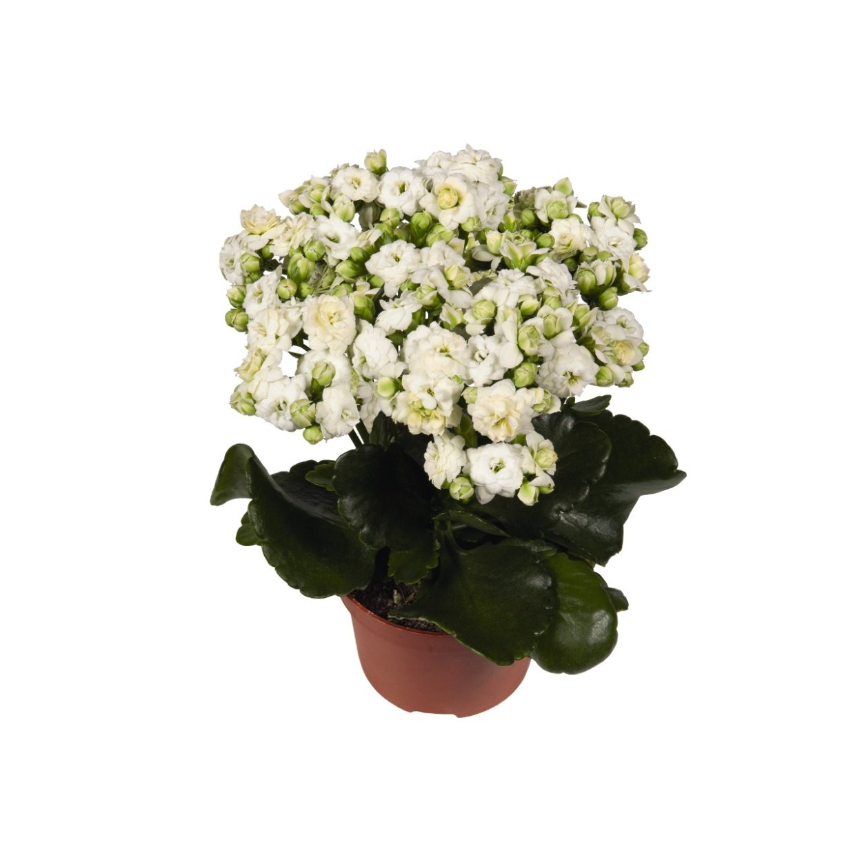 Каланхоэ каландива