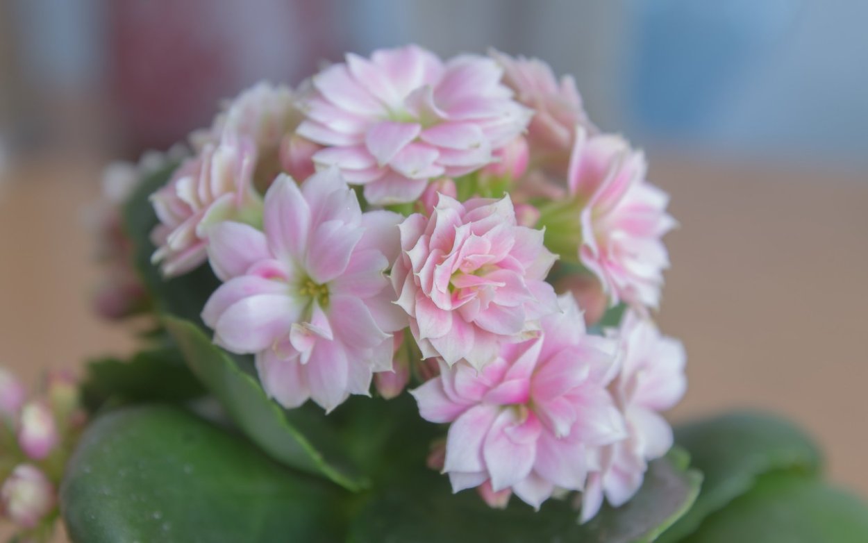 Каланхоэ махровое