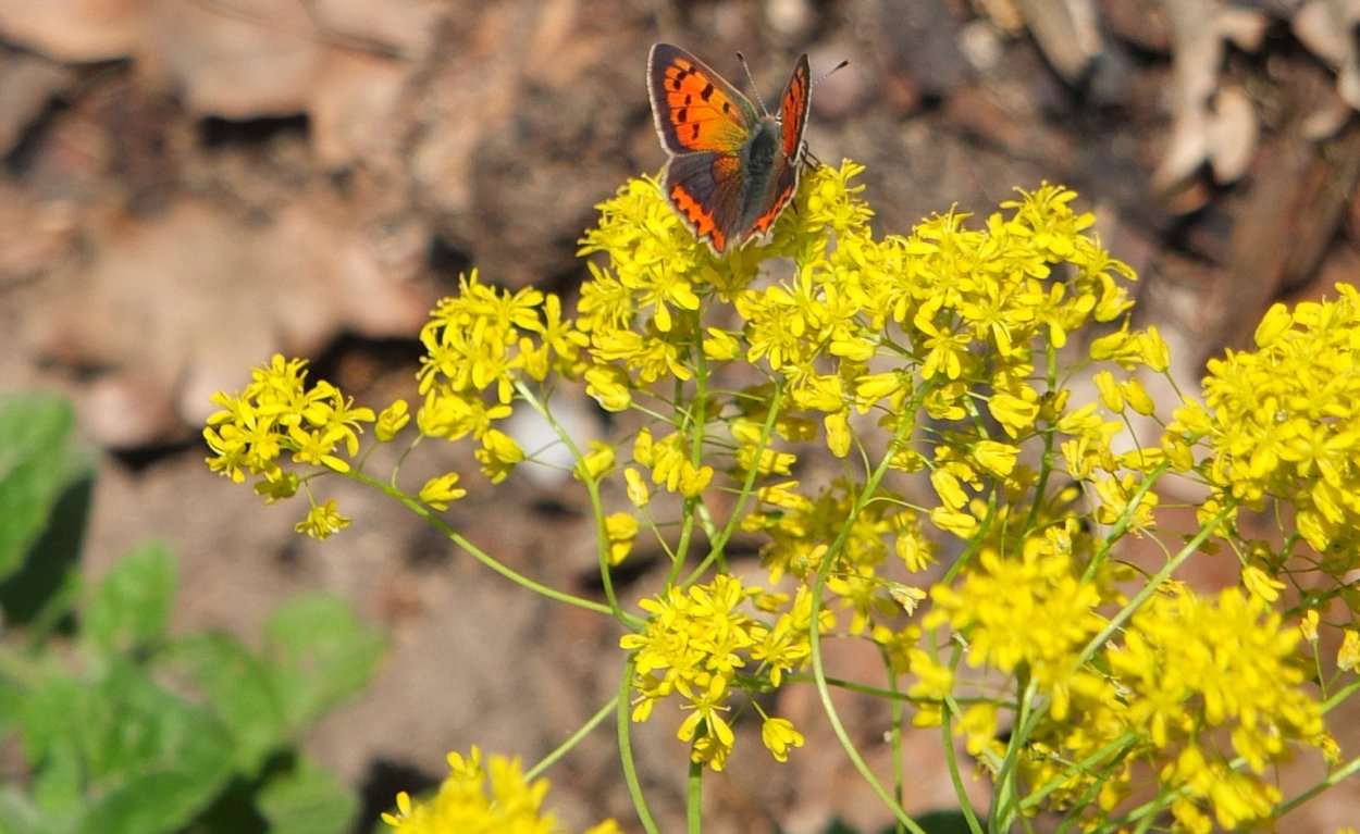 Листья Вайды красильной