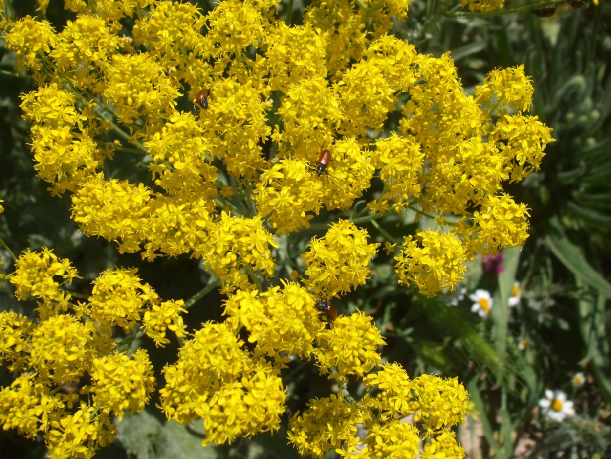Вайда красильная (Isatis tinctoria l.)