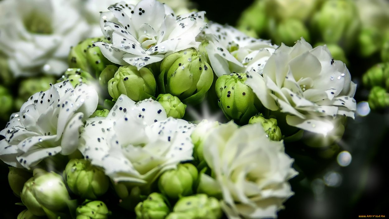 Каланхоэ цветок белый