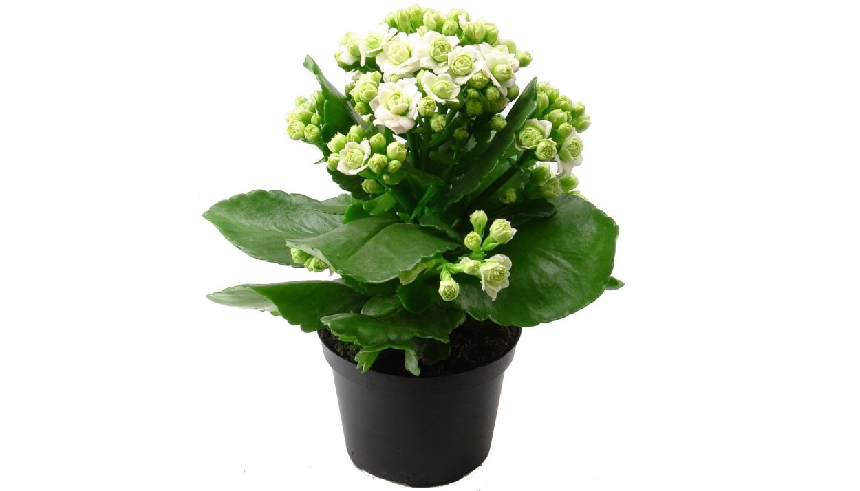 Живое дерево каланхоэ