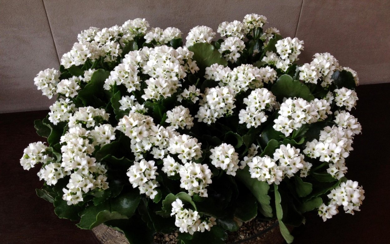 Каланхоэ Блоссфельда белая