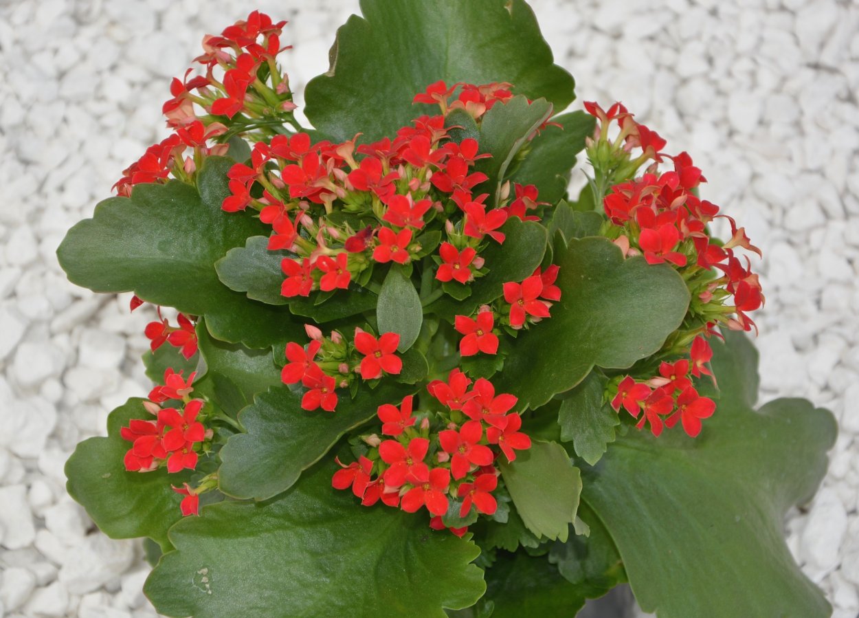 Kalanchoe beharensis Fang