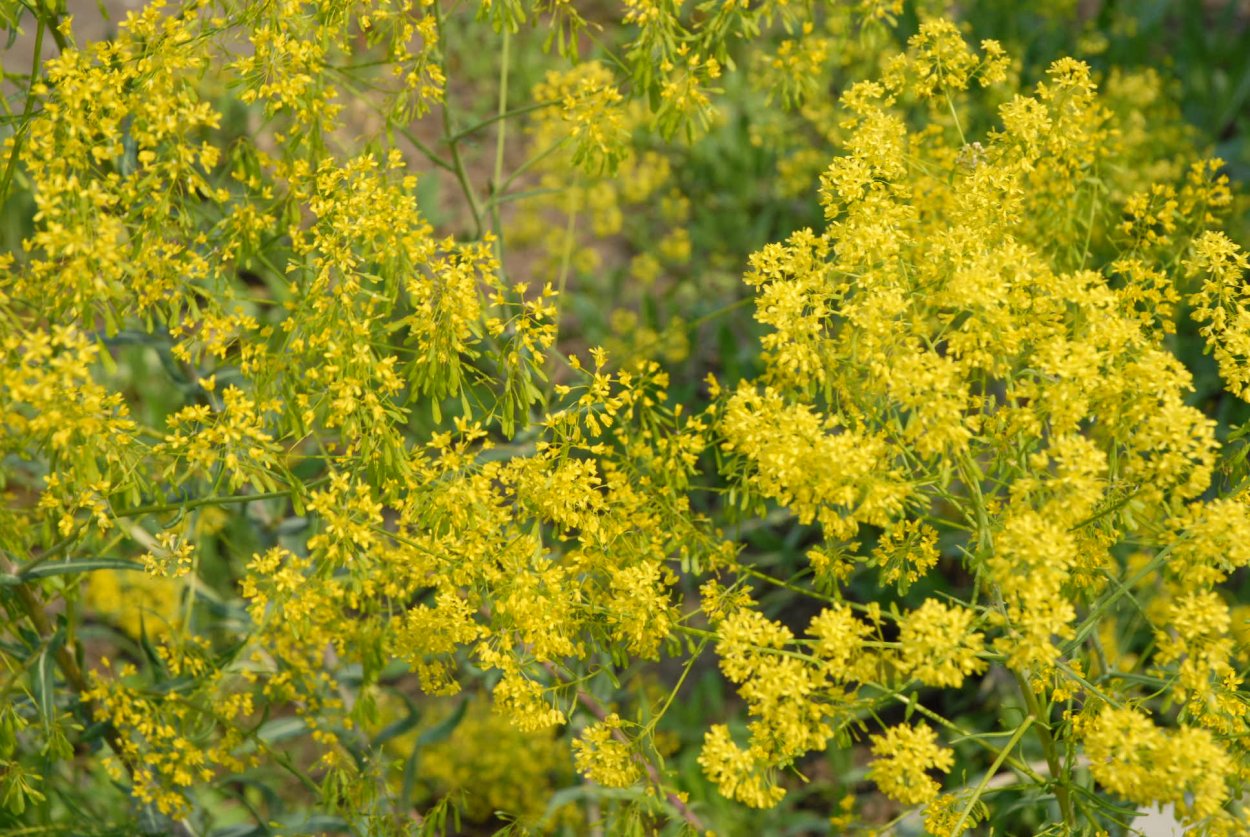 Вайда трава