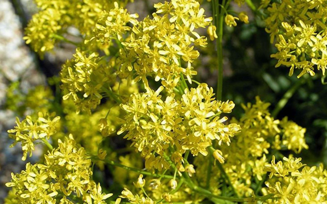 Синильник Вайда