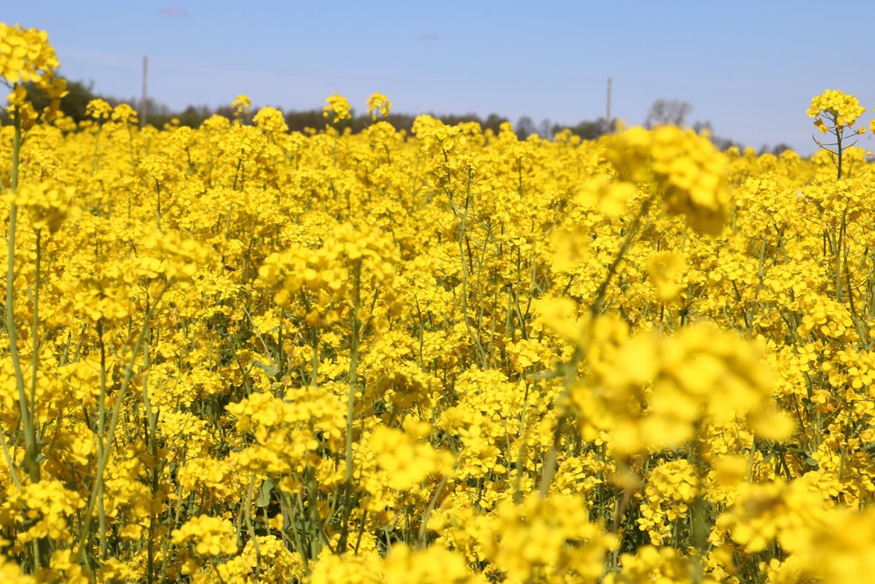 Синильник Вайда