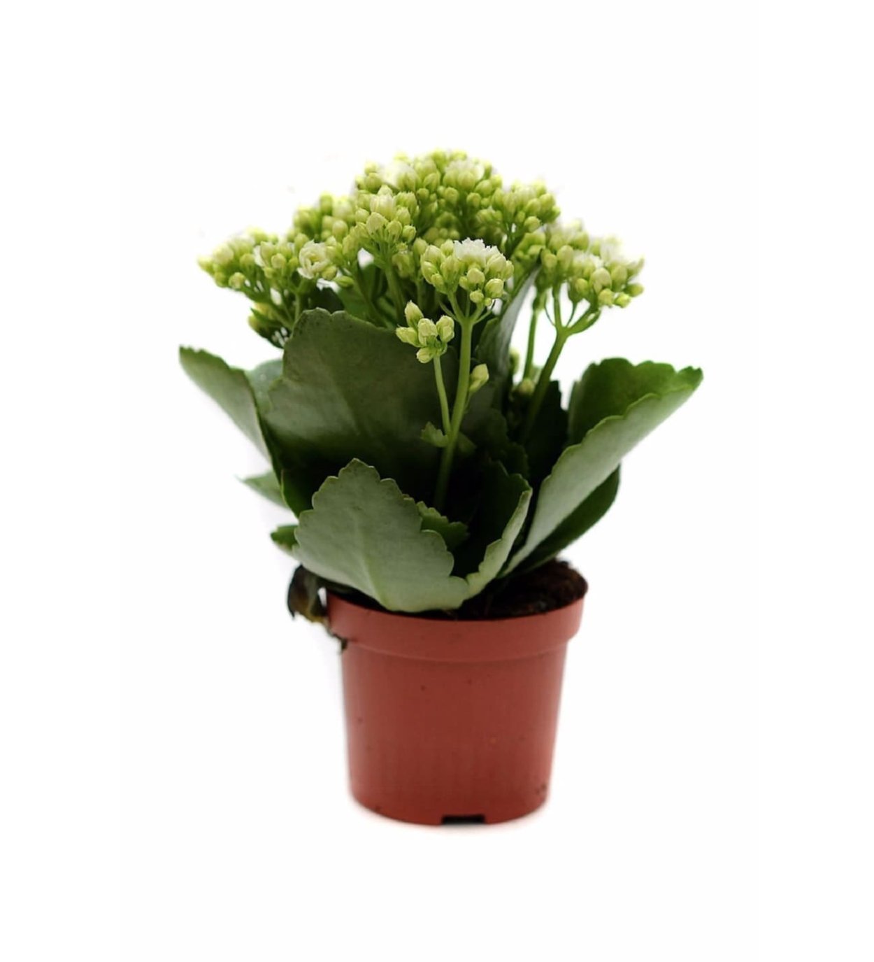 Каланхоэ Блоссфельда цветение