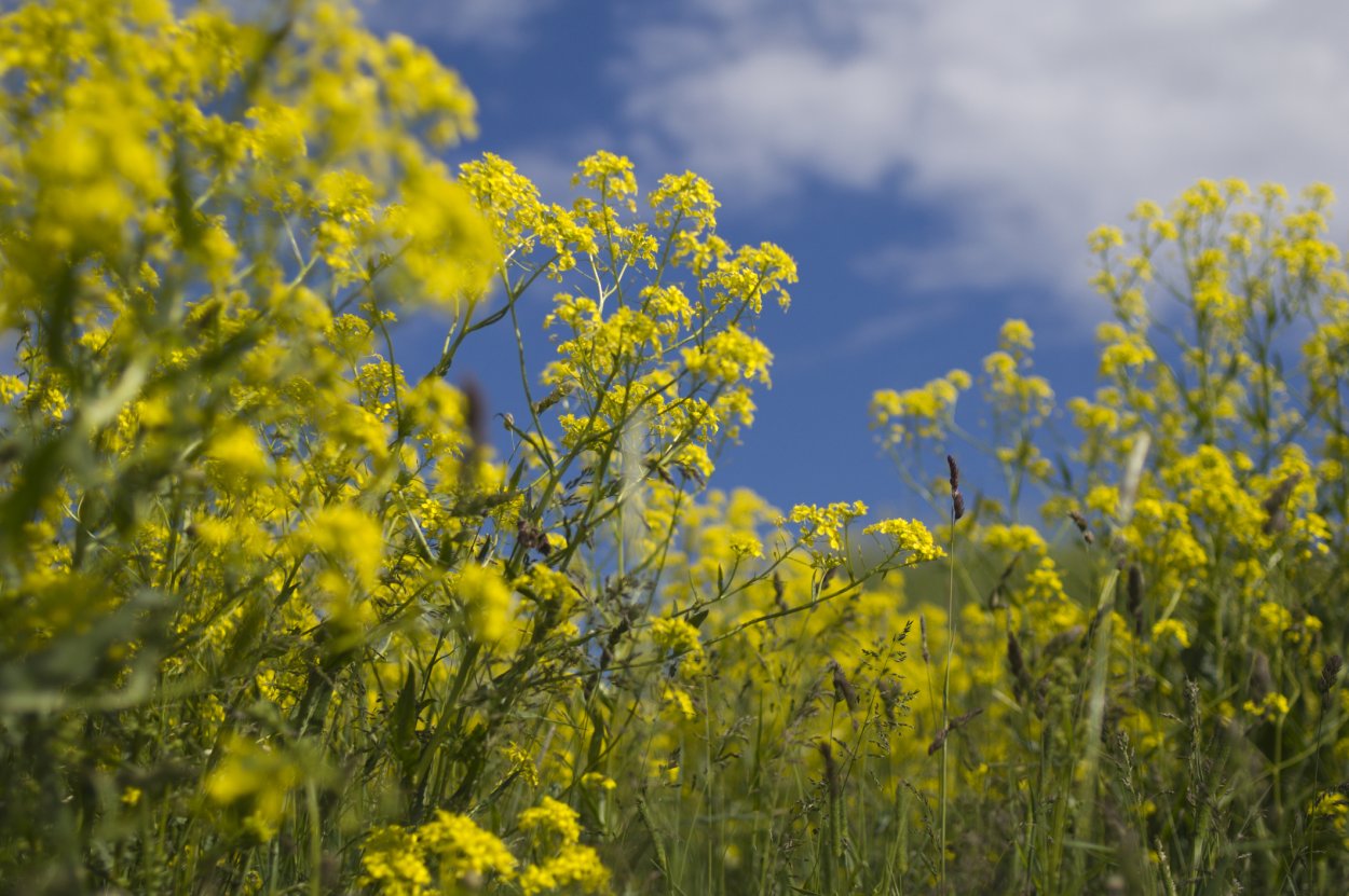 Желтые цветочки для силоса